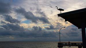 Pelican on Fairhope Pier in Fairhope, Alabama 36532