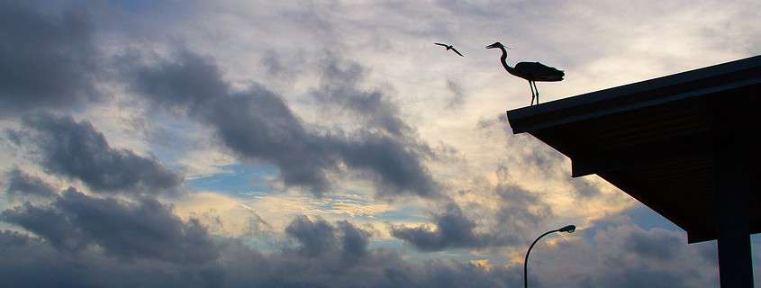 Pelican on Fairhope Pier in Fairhope, Alabama 36532