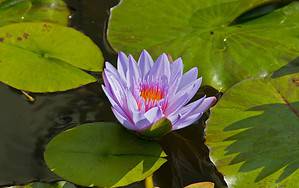 Water Lily in Spanish Fort, Alabama 36527 web design