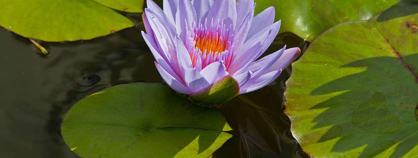 Water Lily in Spanish Fort, Alabama 36527